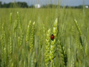 coccinelle