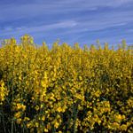 Read more about the article International Symposium on Agroecology