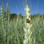 Read more about the article Congresso Internacional Online de Agroecologia