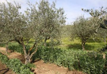 Workshop – Digital Innovation to Sustainable Agricultural and Food Systems – 8th May 2018 – Milano