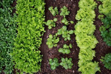 New article on “Agroecological principles and elements and their implications for transitioning to sustainable food systems. A review”