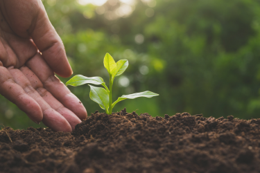 Setting up and implementing carbon farming mechanisms in the EU – Release of Commission’s report!