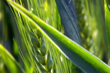 The European Commission evaluated the impact of the CAP measures towards the general objective ‘viable food production’ – Check out new published report.