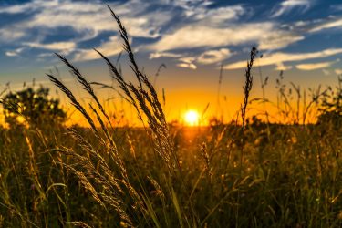 New AEEU Position Paper on Eco-schemes: “Integrating agroecology into European agricultural policies”