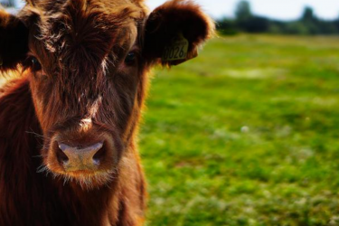 Urgent message to the Belgian Walloon Government: show political courage to reconcile farmers, citizens, nature and climate in the future CAP!