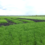 Serbian Agroecology Takes Centre Stage