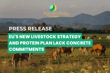 EU’s New Livestock Strategy and Protein Plan Lack Concrete Commitments